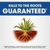 imageRoundup Weed and Grass Killer Concentrate Use in and Around Flower Beds Walkways and Other Areas of Your Yard 352 fl oz1 gal