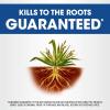 imageRoundup Weed and Grass Killer Concentrate Use in and Around Flower Beds Walkways and Other Areas of Your Yard 352 fl oz1 gal