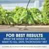 imageRoundup Weed and Grass Killer Concentrate Use in and Around Flower Beds Walkways and Other Areas of Your Yard 352 fl oz133 gal