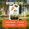 imageRoundup for Lawns1 Refill Northern 125 gal  Lawn Safe Weed Killer for Northern Lawns  Kills Crabgrass Dandelion Clover and Yellow Nutsedge  Kills Weeds Not The LawnCrabgrass Destroyer