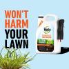 imageRoundup for Lawns1 Refill Northern 125 gal  Lawn Safe Weed Killer for Northern Lawns  Kills Crabgrass Dandelion Clover and Yellow Nutsedge  Kills Weeds Not The LawnCrabgrass Destroyer